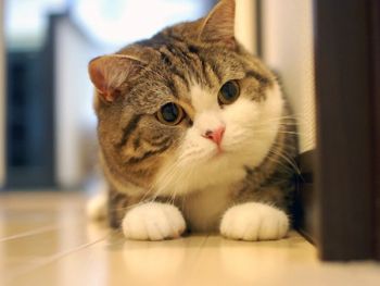 scottish fold (6).jpg
